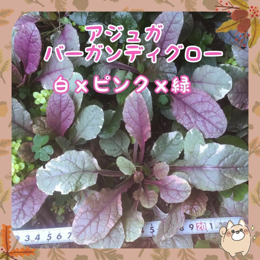 🌷増え☘️根付約約10cm～①アジュガ苗☘️バーガンディグロートリカラー ハンドメイドのフラワー/ガーデン(プランター)の商品写真