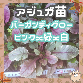 ☘️根付苗約約10-15cm①アジュガ苗☘️バーガンディグロー　トリカラー(プランター)