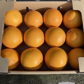 露地栽培ネーブルオレンジ(フルーツ)