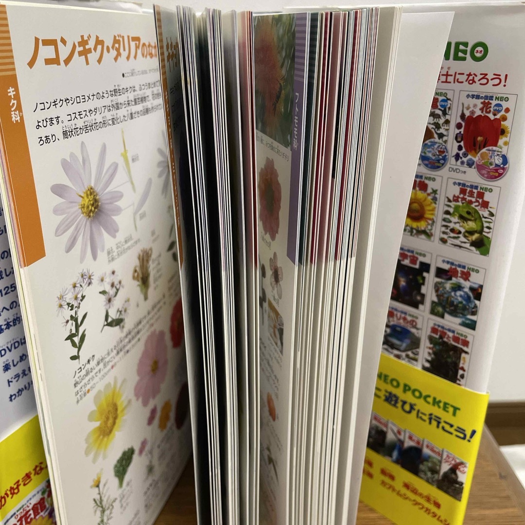 小学館(ショウガクカン)の図鑑NEO 花【DVD付き】 エンタメ/ホビーの本(絵本/児童書)の商品写真