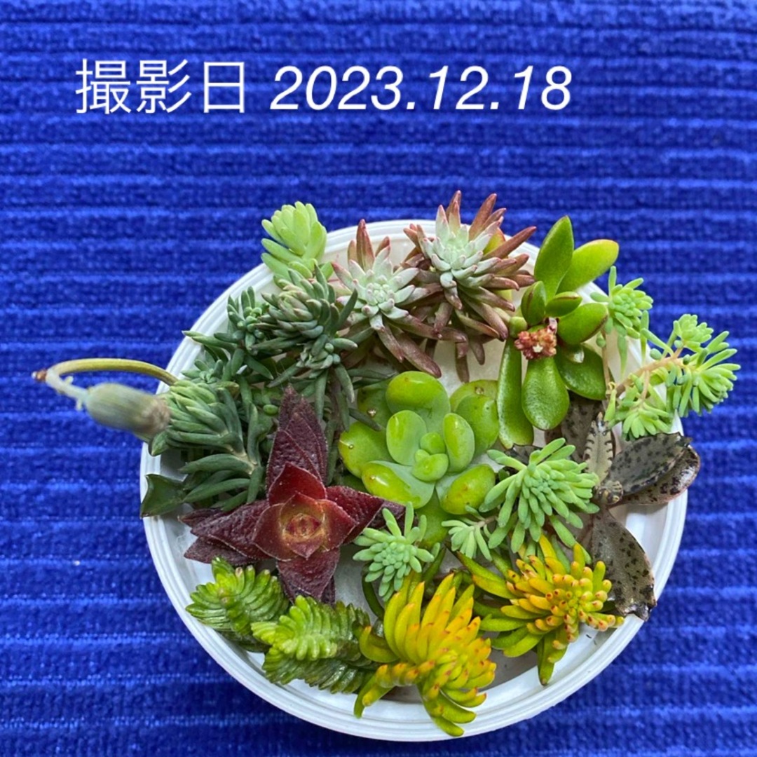 多肉植物 カット苗　ミニ寄せ植え材料 ハンドメイドのフラワー/ガーデン(その他)の商品写真