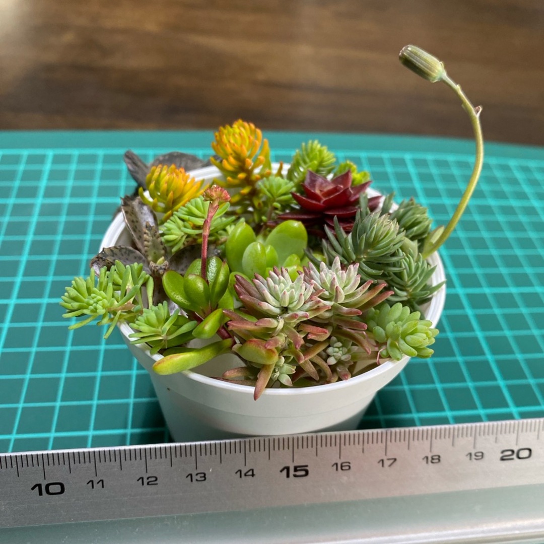 多肉植物 カット苗　ミニ寄せ植え材料 ハンドメイドのフラワー/ガーデン(その他)の商品写真