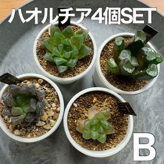 ハオルチア ４個セット B(その他)