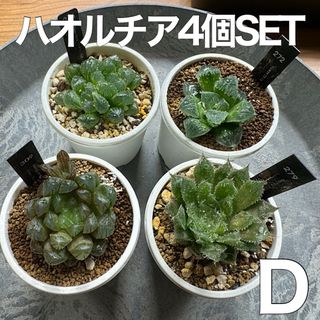 ハオルチア ４個セット D(その他)