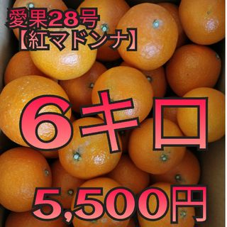 愛果28号【紅マドンナ】6キロ(フルーツ)