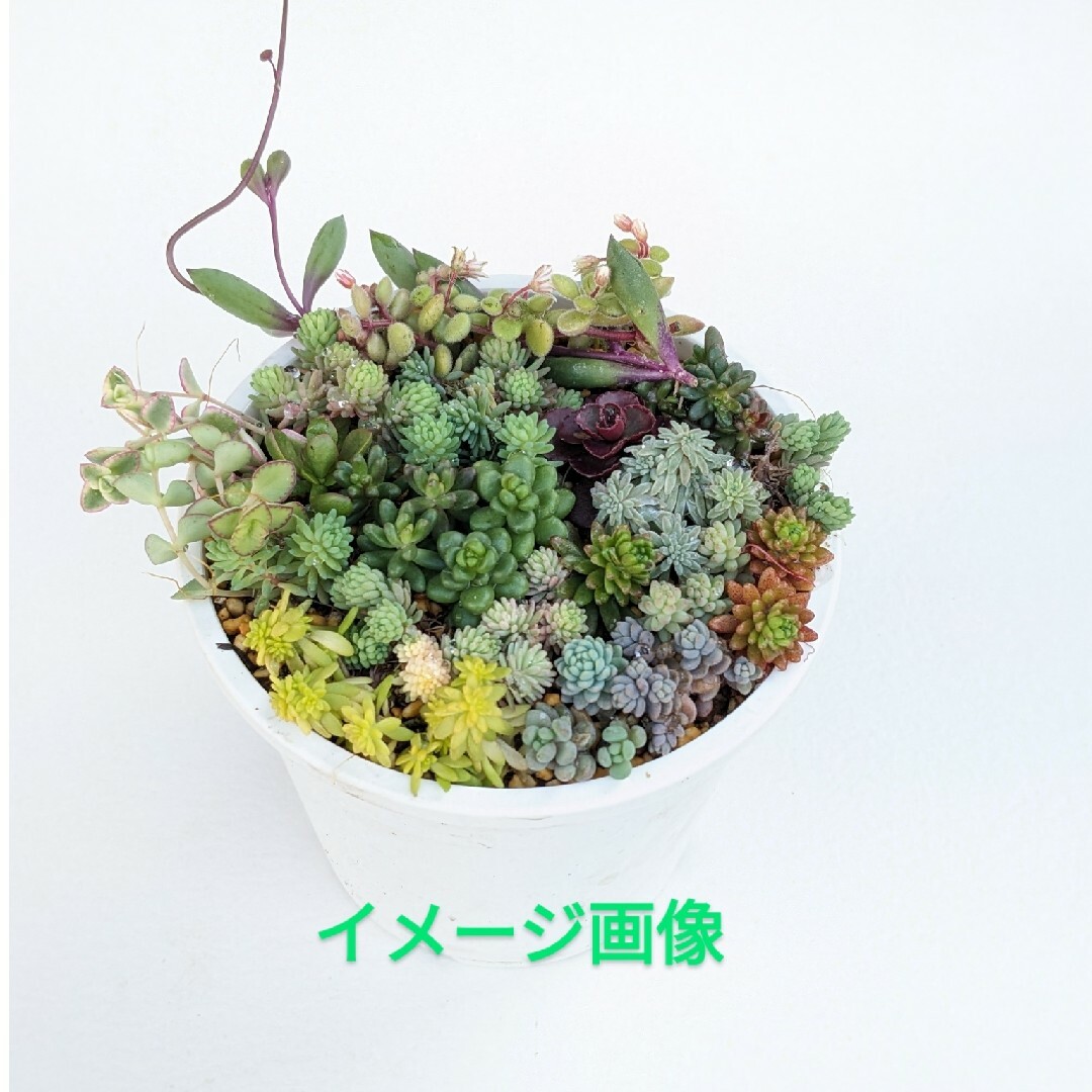 多肉植物　15種類のセダム　カット苗 ハンドメイドのフラワー/ガーデン(その他)の商品写真