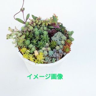 多肉植物　15種類のセダム　カット苗(その他)