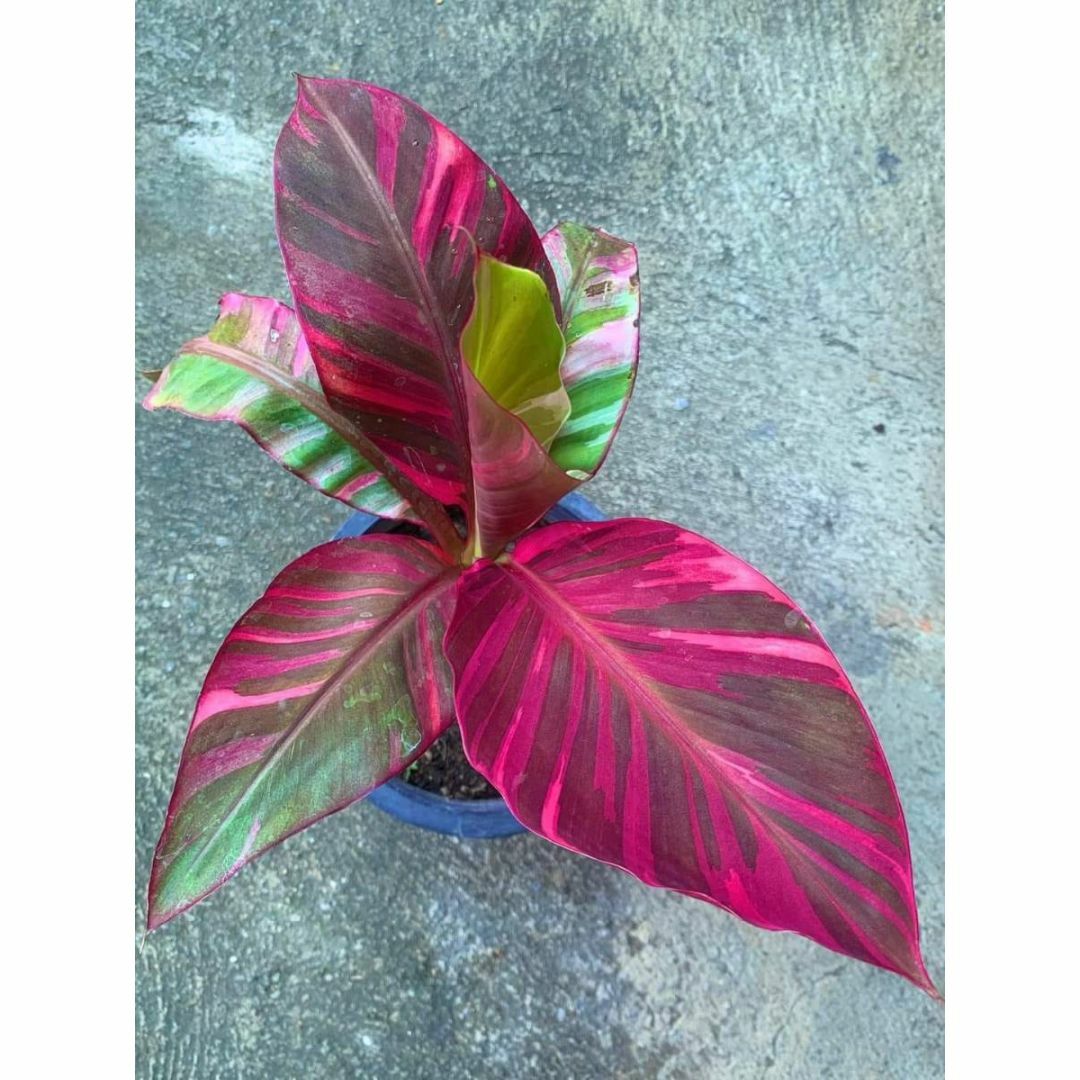 直売特注品 極上 グレードA Musa Nono pink variegated NO14 | skien