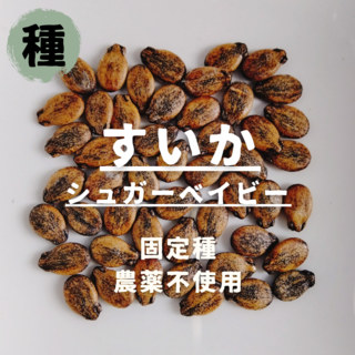 【種】すいか　シュガーベイビー　無農薬　15粒(野菜)