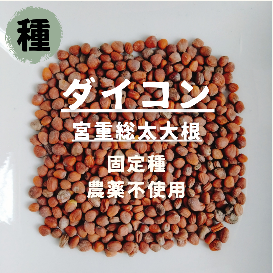 【種】ダイコン　宮重総太大根　無農薬　40粒 食品/飲料/酒の食品(野菜)の商品写真