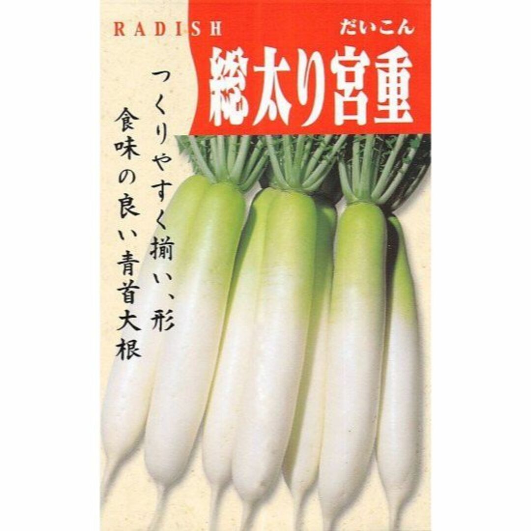 【種】ダイコン　宮重総太大根　無農薬　40粒 食品/飲料/酒の食品(野菜)の商品写真