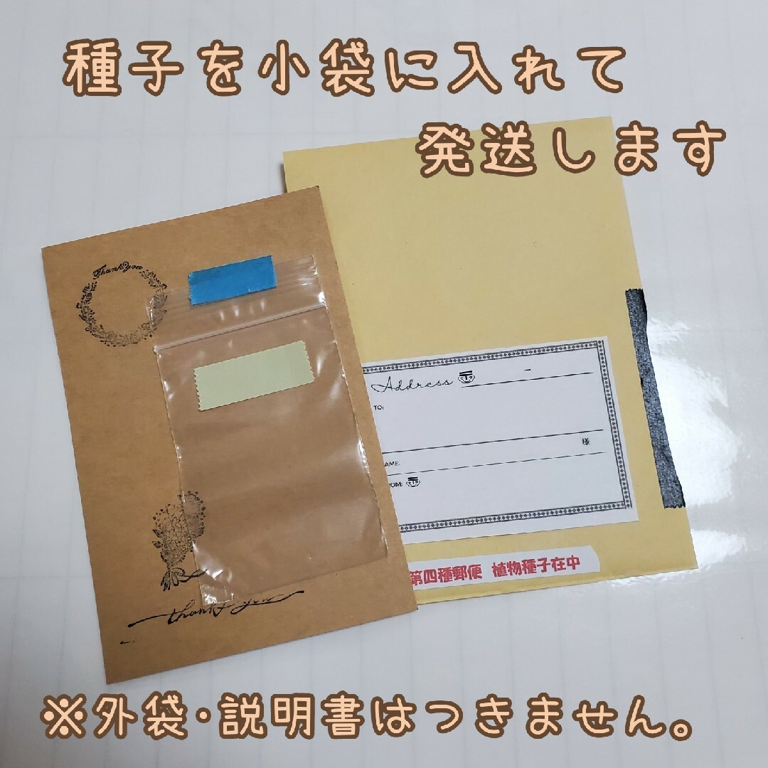 野菜の種 【茎ブロッコリー】スティックセニョール① 食品/飲料/酒の食品(野菜)の商品写真