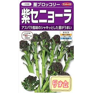 野菜の種 【茎ブロッコリー】紫セニョーラ①(野菜)