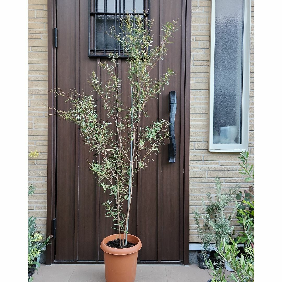 大苗　グレビレア　セリセアピンクフォーム　鉢植え　シンボルツリー　植栽ハンドメイド