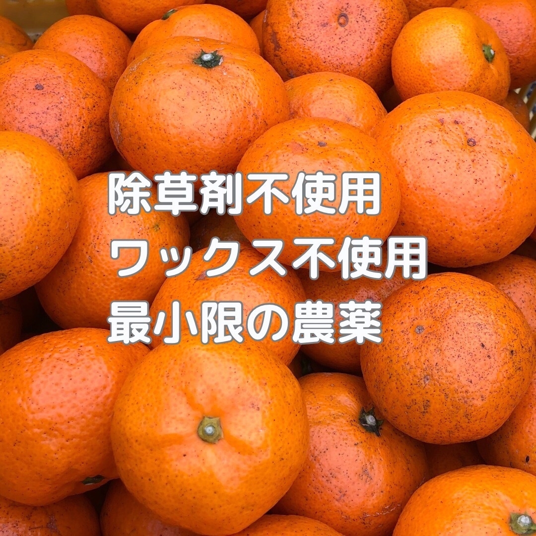 すいとん様専用　みかん 減農薬 20kg 中生みかん 和歌山県産 送料込 食品/飲料/酒の食品(フルーツ)の商品写真