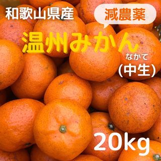 すいとん様専用　みかん 減農薬 20kg 中生みかん 和歌山県産 送料込(フルーツ)