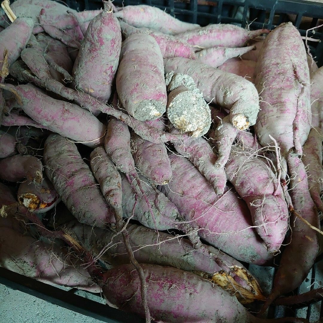 静岡県産＊さつまいも＊10kg＊無農薬＊農家直送＊産直*訳あり*フードロス 食品/飲料/酒の食品(野菜)の商品写真