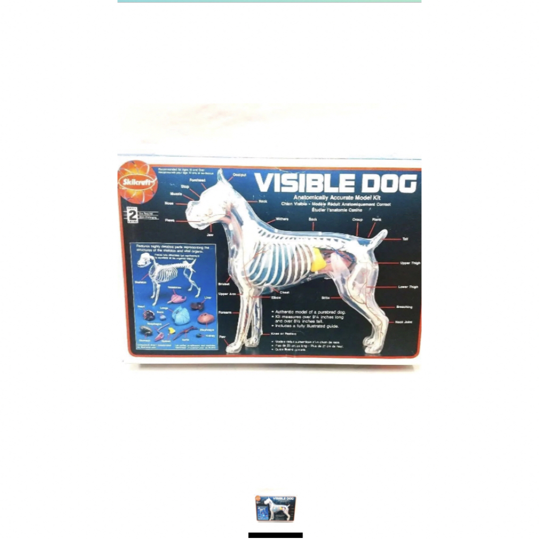 獣医学用　犬の骨格標本　visible dog 年末年始SALEします！模型/プラモデル