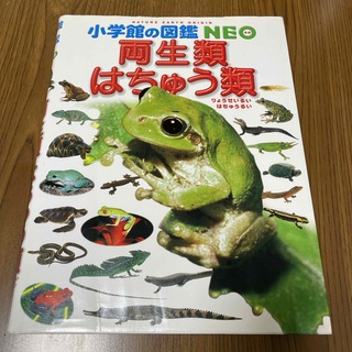 ショウガクカン(小学館)の図鑑NEO 両生類はちゅう類【CD鳴き声図鑑カエルとヤモリ付き】(絵本/児童書)