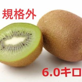 【早い者勝ち：在庫1のみ】キウイの国 愛媛県産グリーンキウイ　規格外品6キロ(フルーツ)