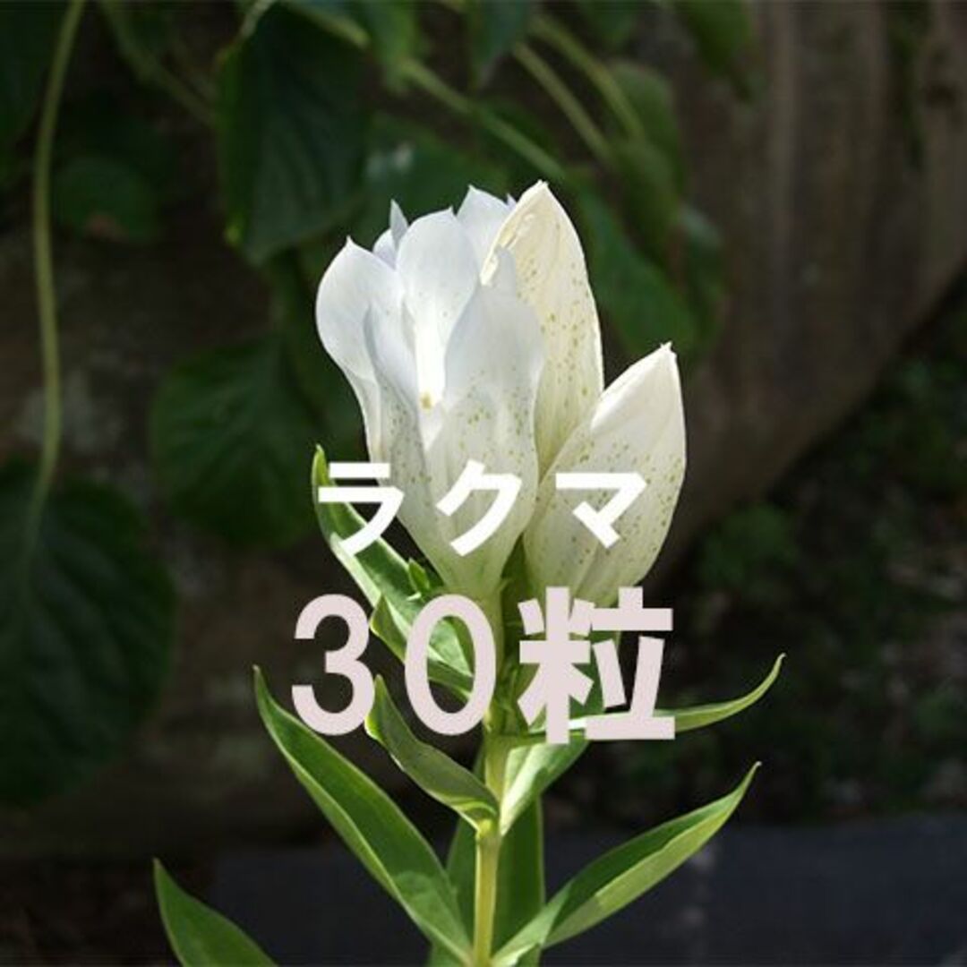 白花 エゾリンドウ 種子 30粒 山野草 その他のその他(その他)の商品写真