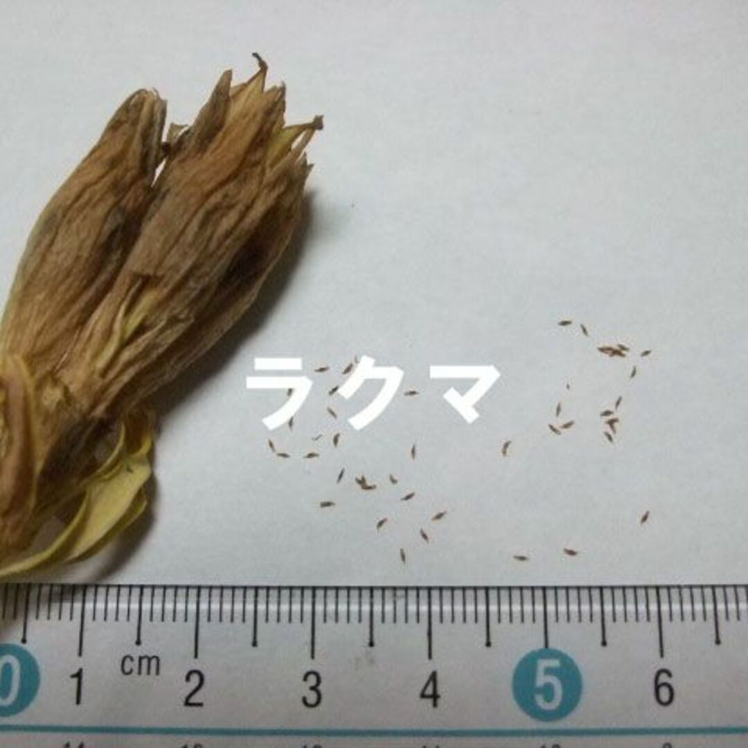 白花 エゾリンドウ 種子 30粒 山野草 その他のその他(その他)の商品写真