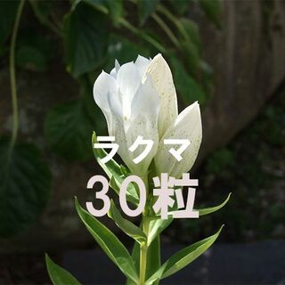 白花 エゾリンドウ 種子 30粒 山野草(その他)