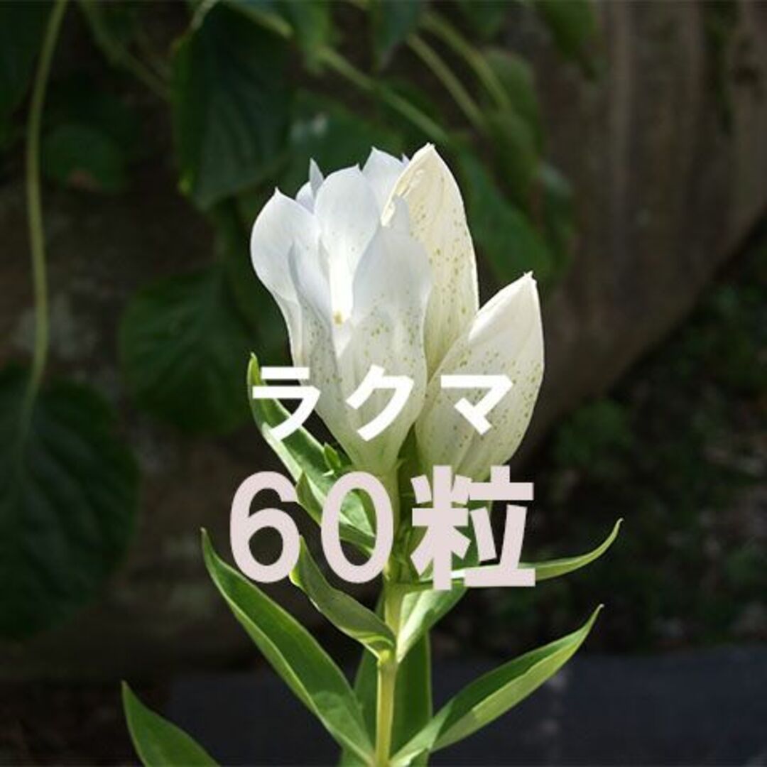 白花 エゾリンドウ 種子 60粒 山野草 その他のその他(その他)の商品写真