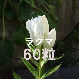 白花 エゾリンドウ 種子 60粒 山野草(その他)