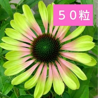 エキナセア「グリーンツイスター」種50粒(その他)