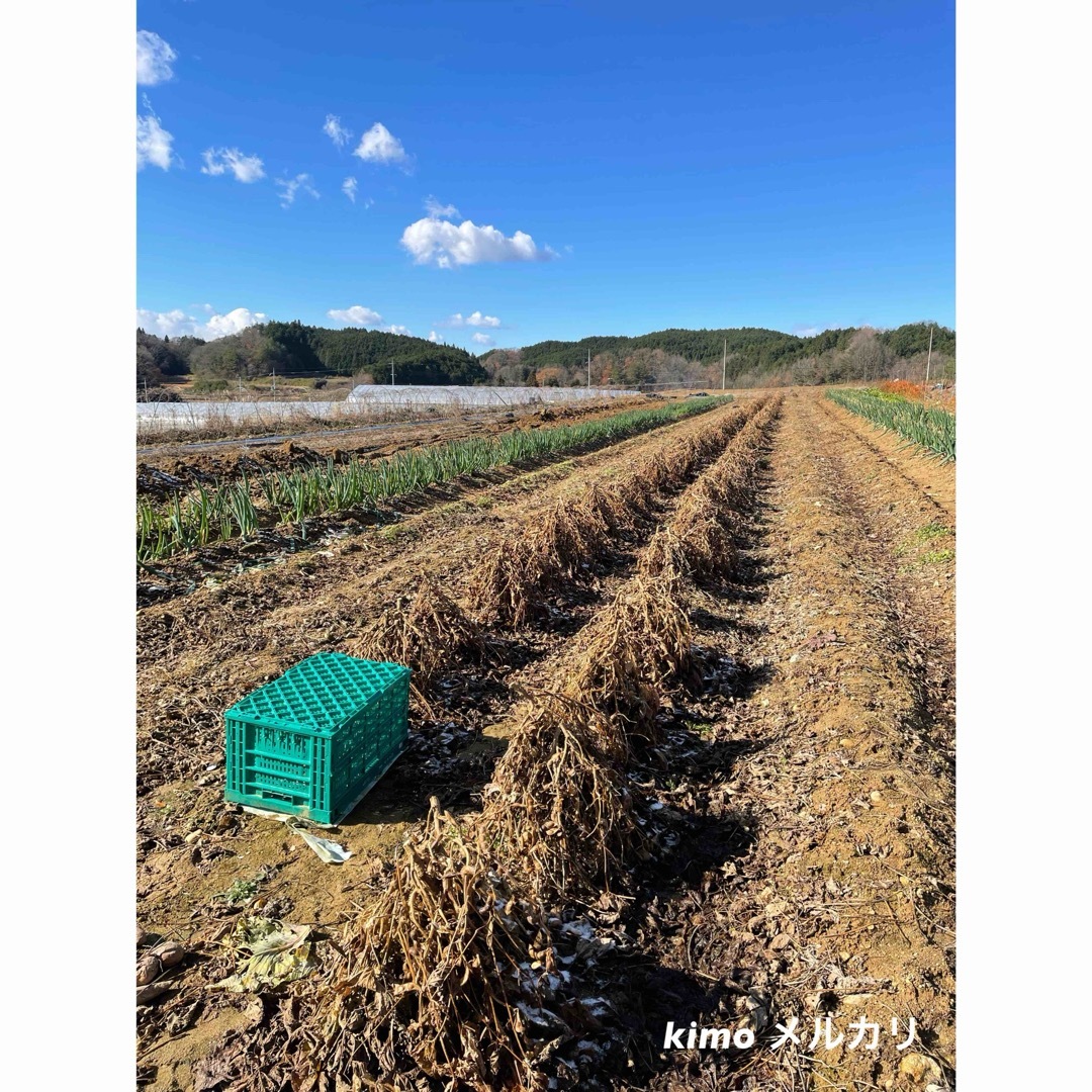 大和高原　丹波黒　訳あり　おいしい野菜　お正月