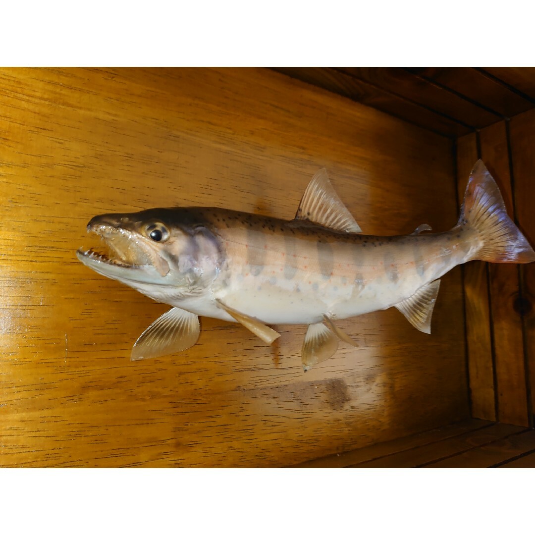 アマゴ天魚剥製ハンドメイド - その他 アマゴ天魚剥製ハンドメイド - その他