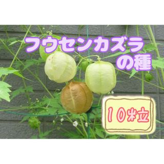 花の種 【一年草】フウセンカズラ(その他)