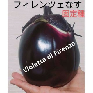 フィレンツェナス🍆種  30粒(野菜)