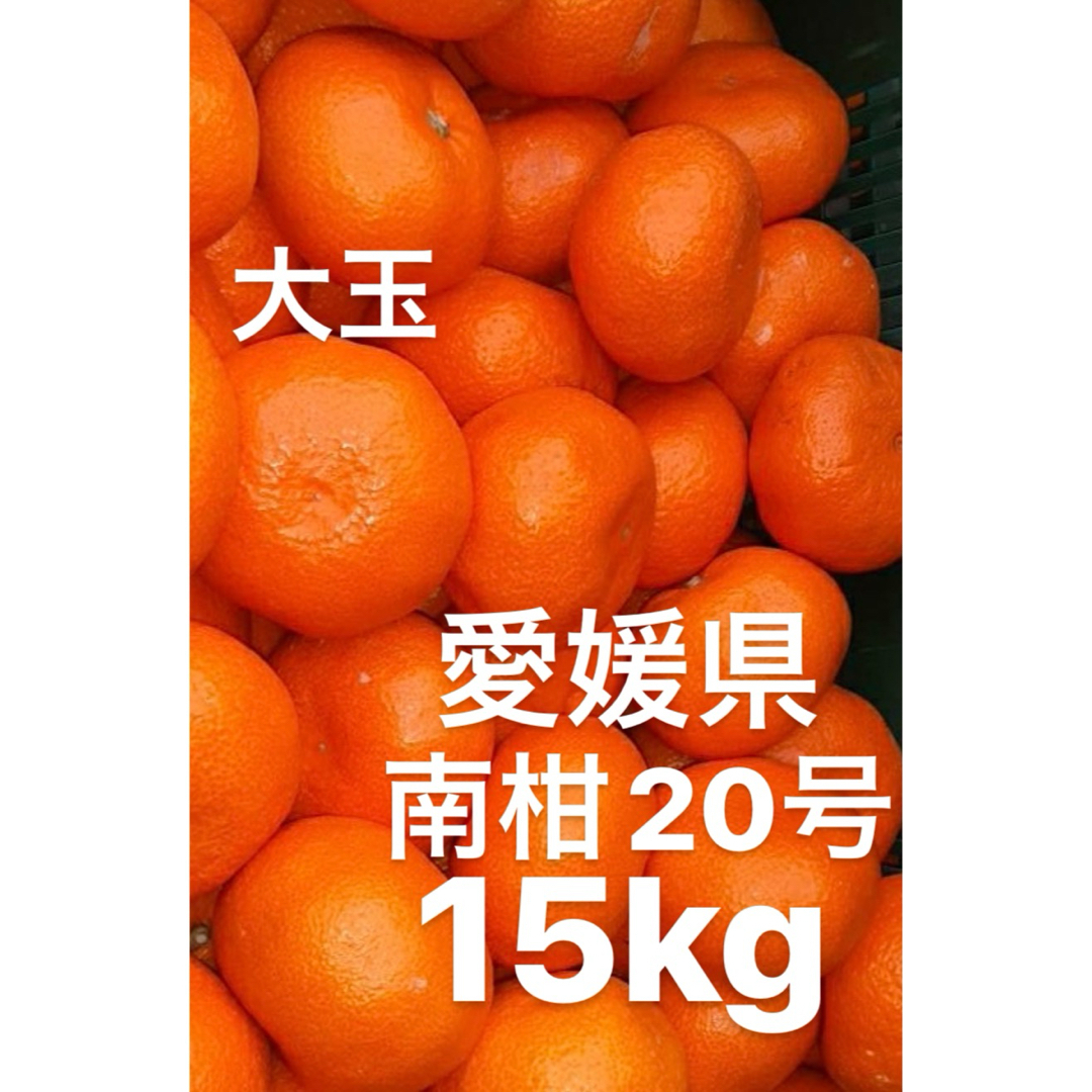 愛媛県産 南柑20号 みかん 15kg - 果物