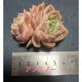 多肉植物 エケベリア韓国苗レア種 アンスノー、ワイン桃、プリズム(その他)