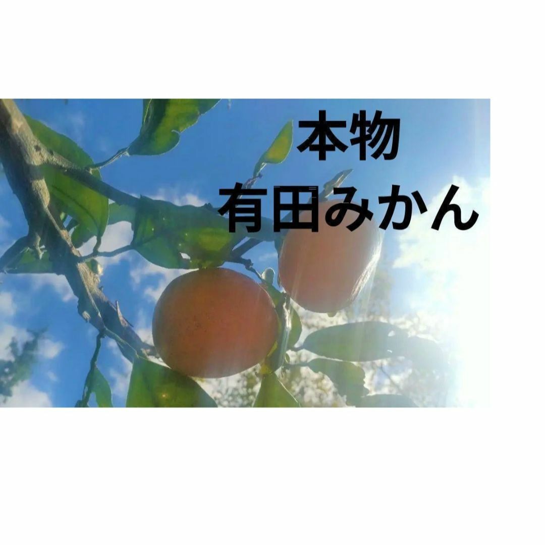 有田みかん(アリダミカン)の年末年始も発送 1.5Kg未満 有田みかん 自消費用限定品 和歌山特産品 日本一 食品/飲料/酒の食品(フルーツ)の商品写真