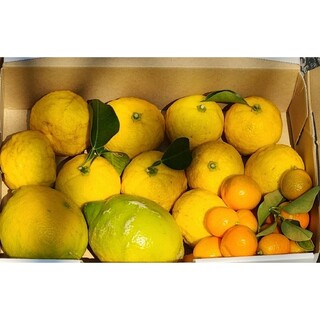 静岡県産　農薬不使用　自然栽培　レモン&柚子&金柑　とれたて柑橘箱いっぱい(フルーツ)