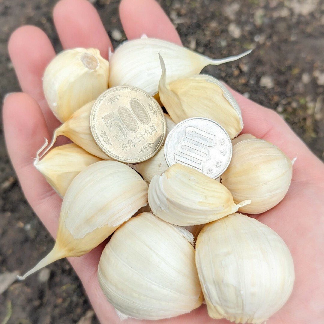 にんにく 【青森県産】福地ホワイト六片 500g 産直野菜① 食品/飲料/酒の食品(野菜)の商品写真