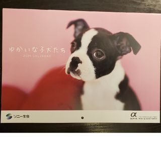 ソニー(SONY)の2024　子犬のカレンダー(カレンダー/スケジュール)