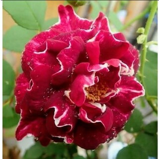 薔薇　苗　赤紫色　白縁　つる　返り咲き　フリル(プランター)