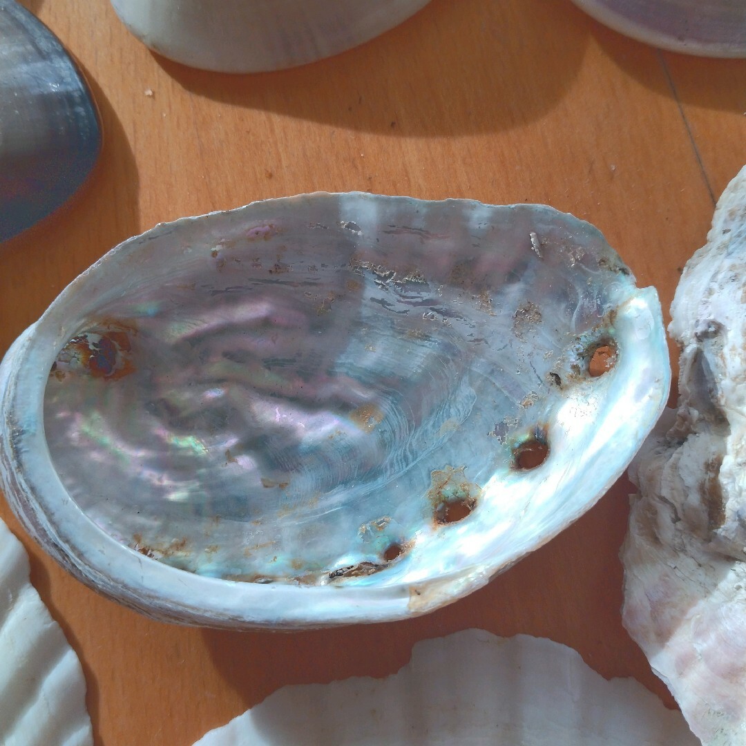 貝殻　ホタテ　牡蠣　アワビ　サザエ　クラフト　工作　素材 ハンドメイドの素材/材料(各種パーツ)の商品写真