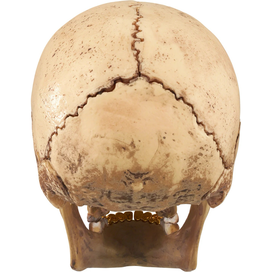 Supreme(シュプリーム)の【新品】Supreme 4D Model Human Skull Natural メンズのファッション小物(その他)の商品写真