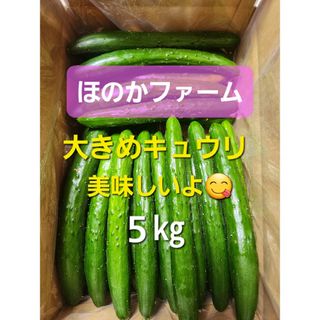 【大きめきゅうり】農家直送！新鮮キュウリ5㎏(野菜)