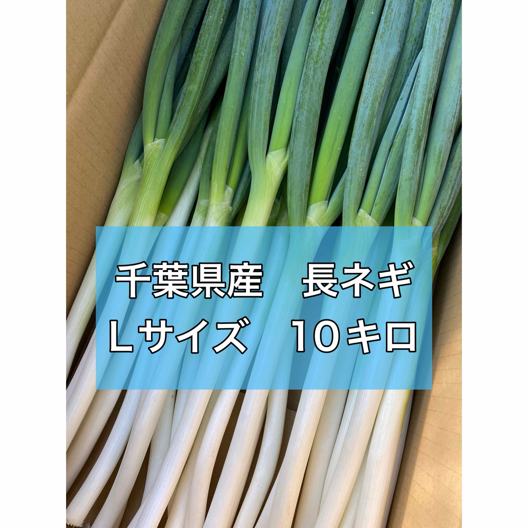 千葉県産　長ネギ　Lサイズ10キロ 食品/飲料/酒の食品(野菜)の商品写真