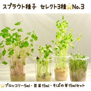 色々試せる！スプラウト種子セレクト3種【No.3】(野菜)