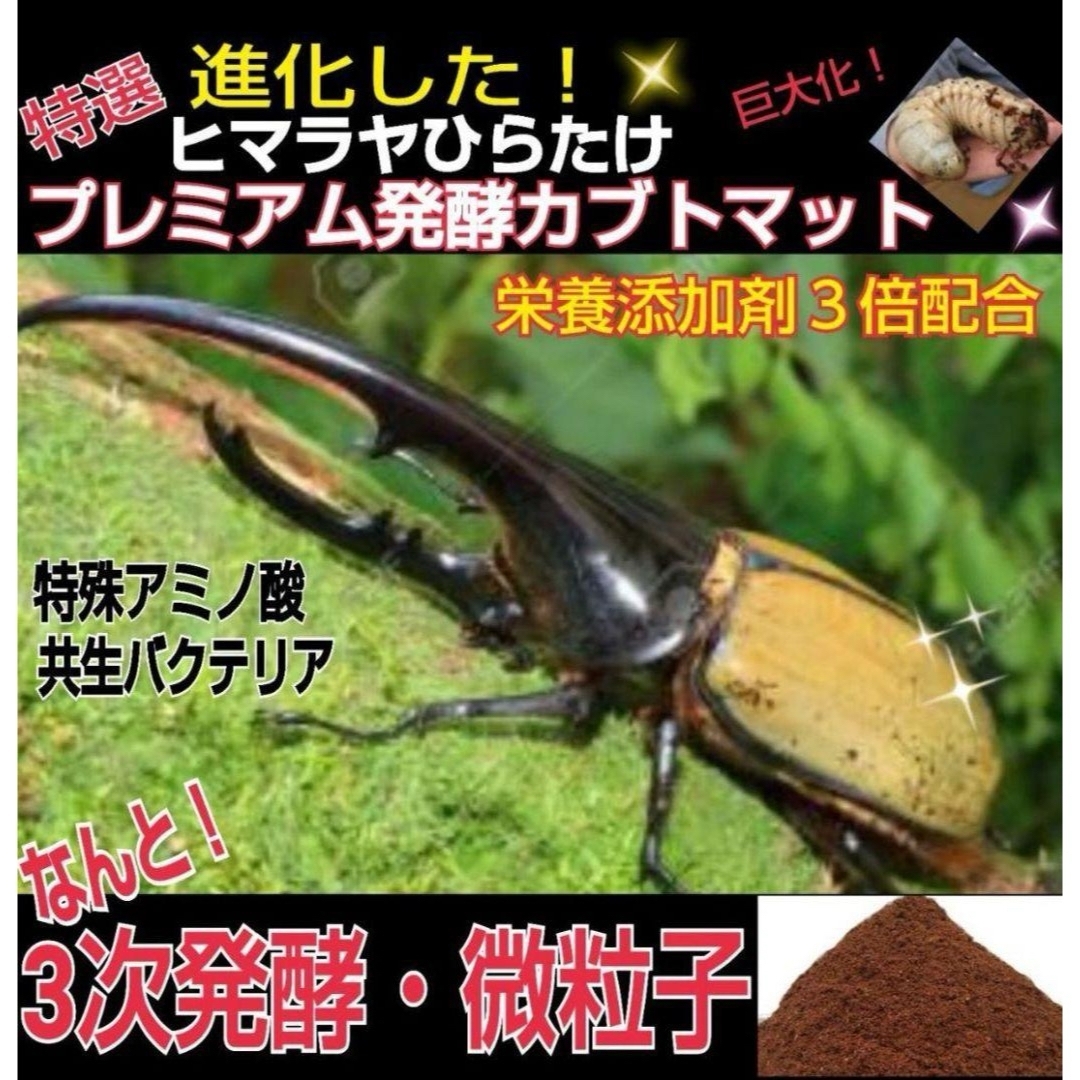ゾウカブト系にも抜群です!極上!進化した!プレミアム3次発酵 ゾウカブト系にも抜群です!極上!進化した!プレミアム3次発酵