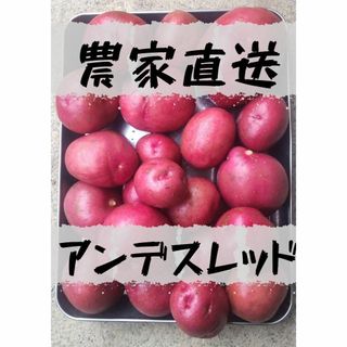 農家直送]珍しいじゃがいもアンデスレッド１ｋｇ以上栽培期間中･農薬化学肥料不使用(野菜)