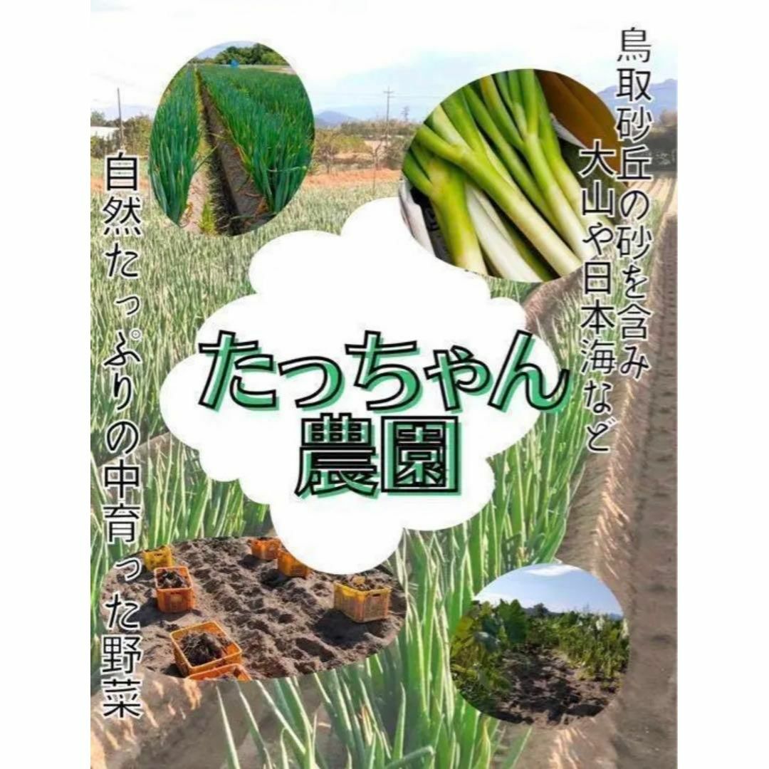 【鳥取県産】黄金里芋 大和芋 宅急便 5kg さといも サトイモ 山芋 食品/飲料/酒の食品(野菜)の商品写真