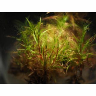 食虫植物 Roridula gorgonias カルス1～2個 無菌フラスコ苗(その他)